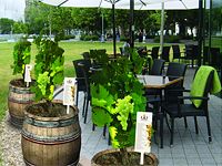 BORSZERDA, AVAGY SZELLEM A PALACKBÓL BORSZERDA, AVAGY SZELLEM A PALACKBÓL