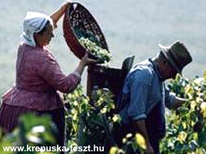 SZÜRETELNEK TOKAJ-HEGYALJÁN