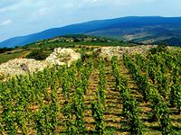 Bloomberg: Tokajé a jövő Bloomberg: Tokajé a jövő