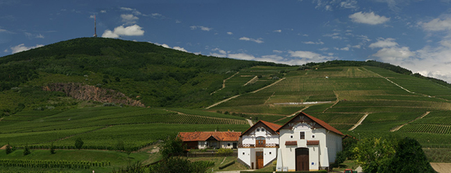 Tokaj-Hétszőlő Szőlőbirtok Tokaj-Hétszőlő Szőlőbirtok