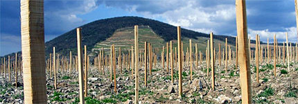 Erzsébet Pince Erzsébet Pince