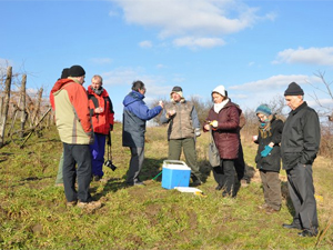 Vince Napi metszés a szőlőben 2011