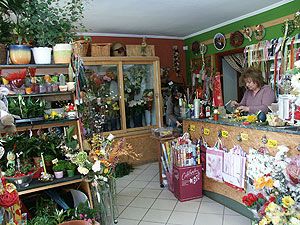 Cserepes növények