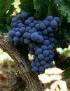 Cabernet Franc Cabernet Franc