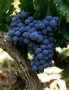 Cabernet Franc