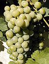 Chasselas Blanc